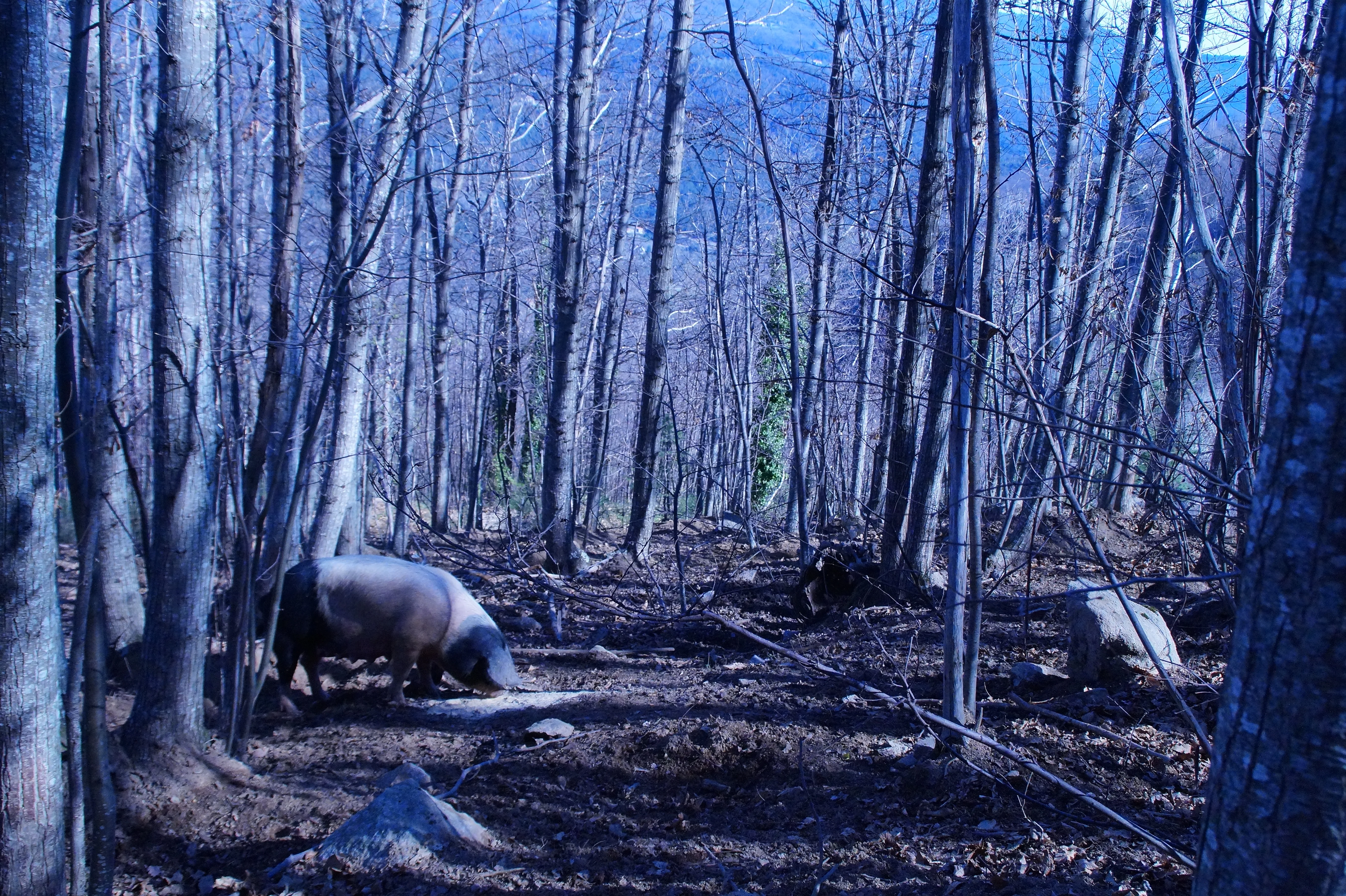 Paté de Campagne - Image 7