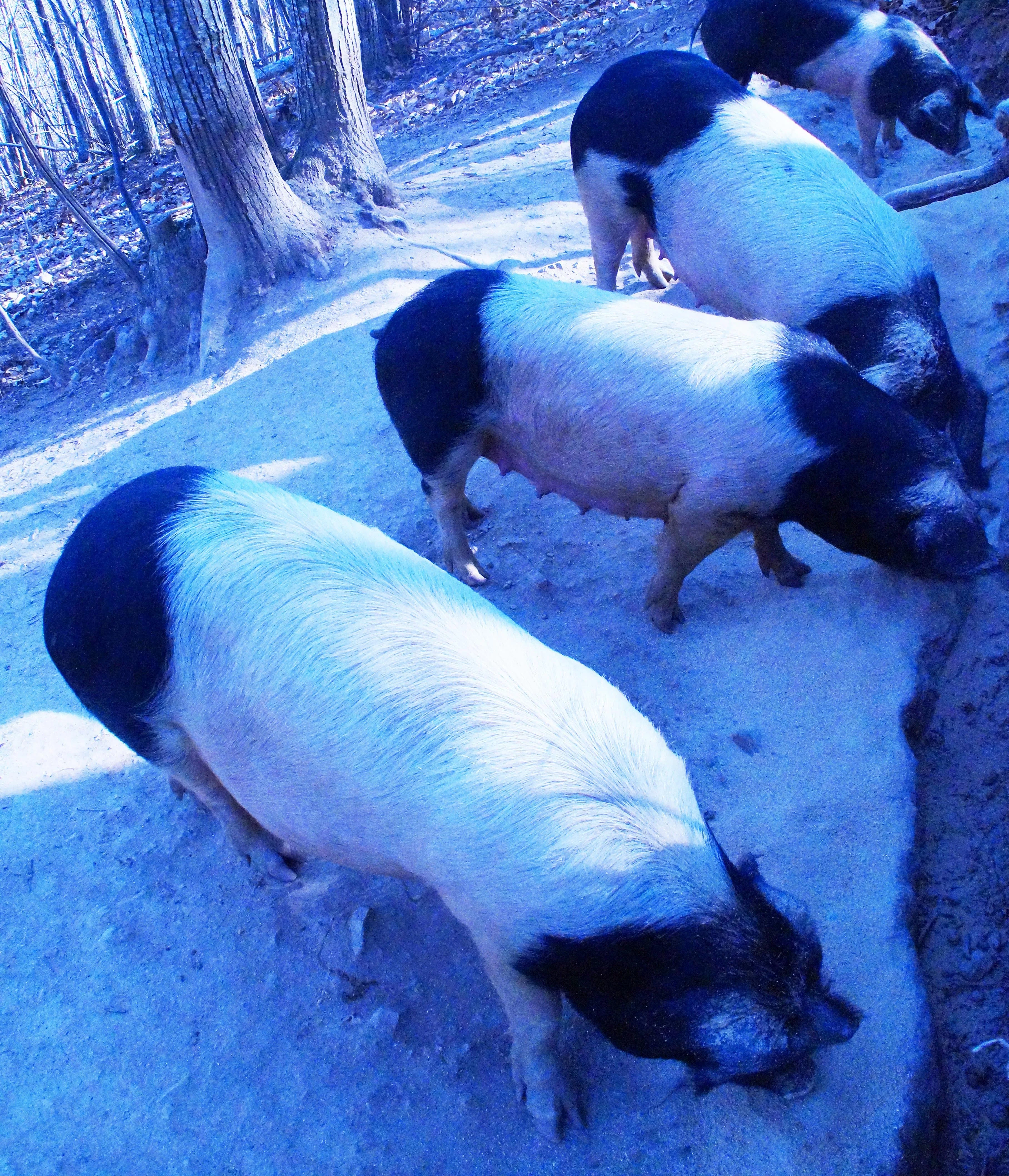 Salted Pork Belly - Image 4