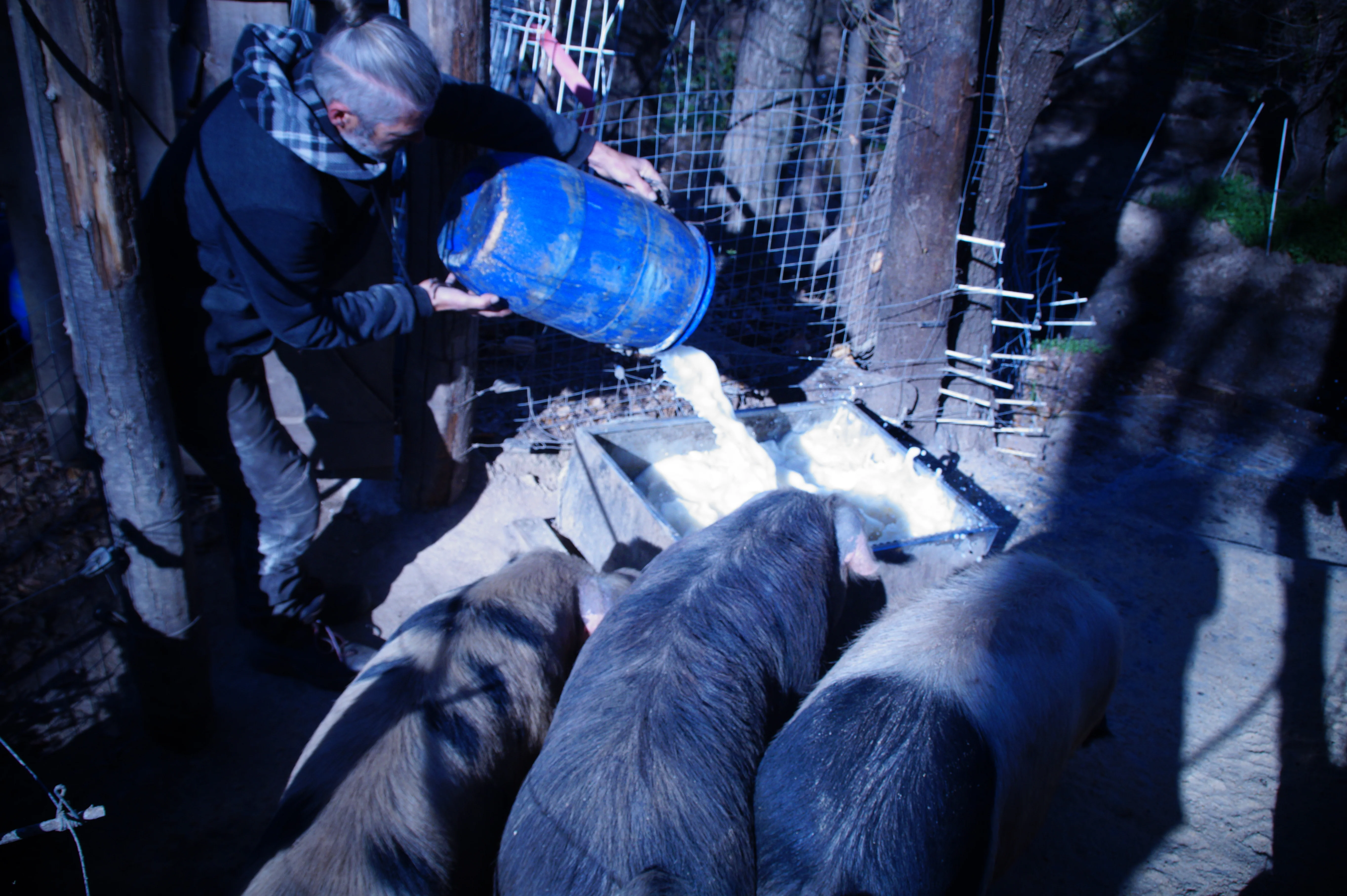 Salted Pork Belly - Image 8