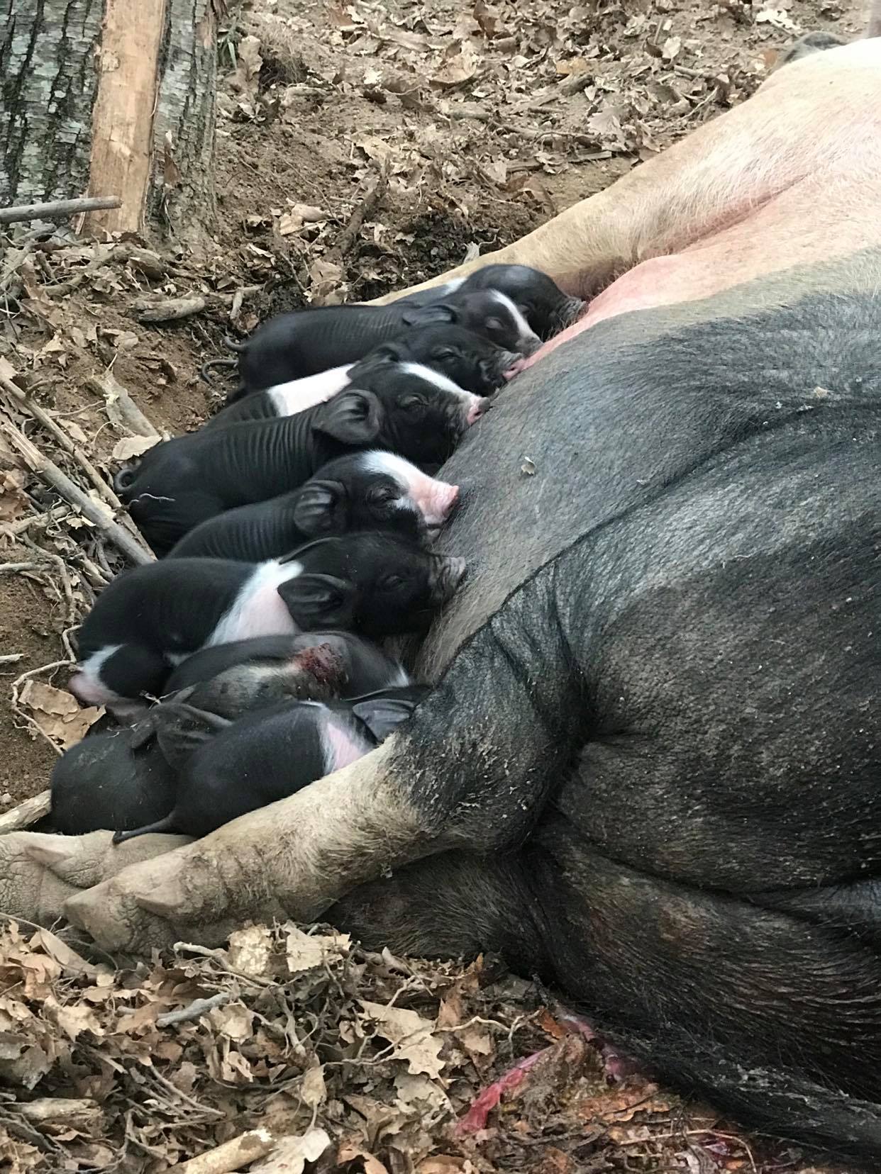 Dry Sausage - Image 3